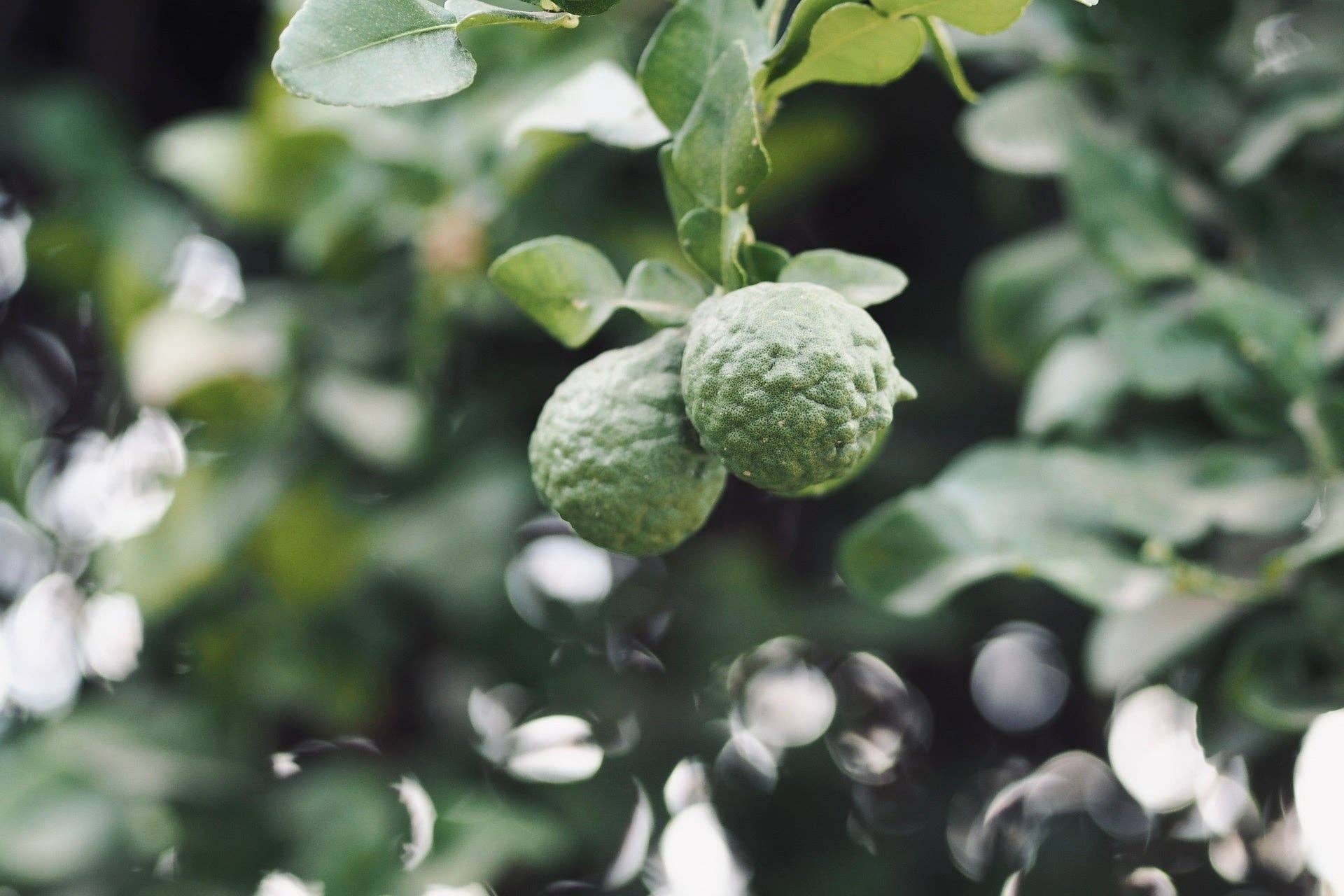 KIHO NEW YORK - Hinoki Bergamot Candle