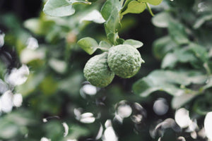 KIHO NEW YORK - Hinoki Bergamot Candle