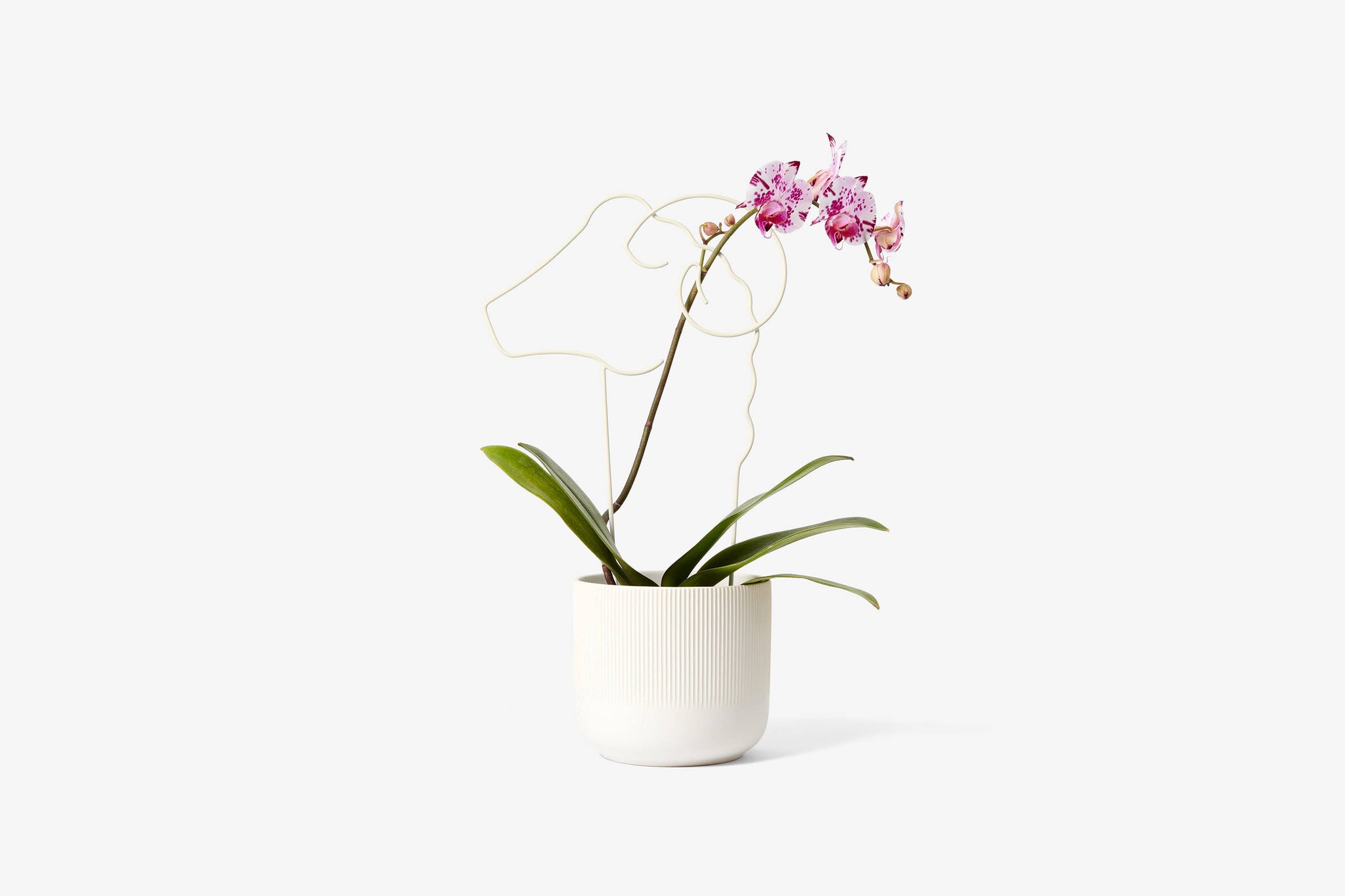 Plant Trellis: Human