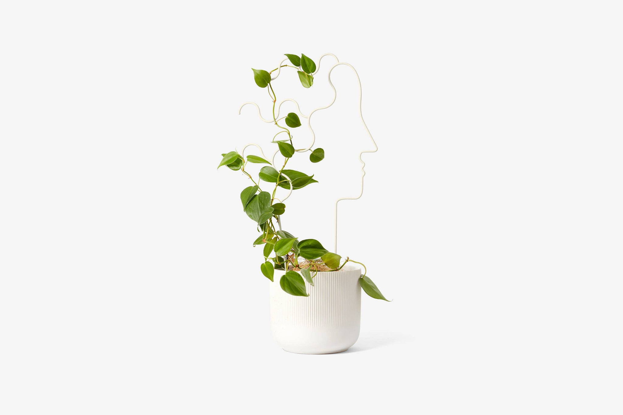Plant Trellis: Human
