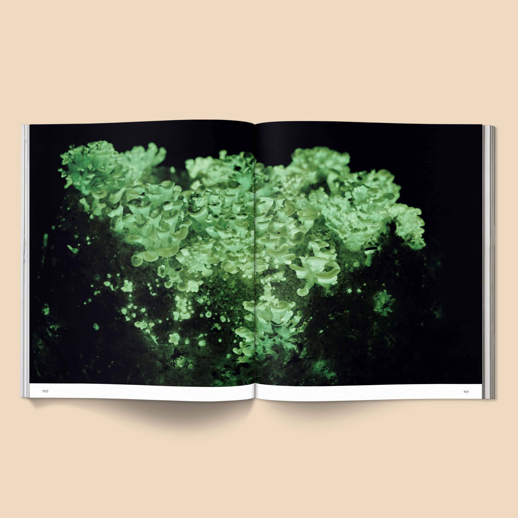 Broccoli - Spores: Magical Mushroom Photography Book