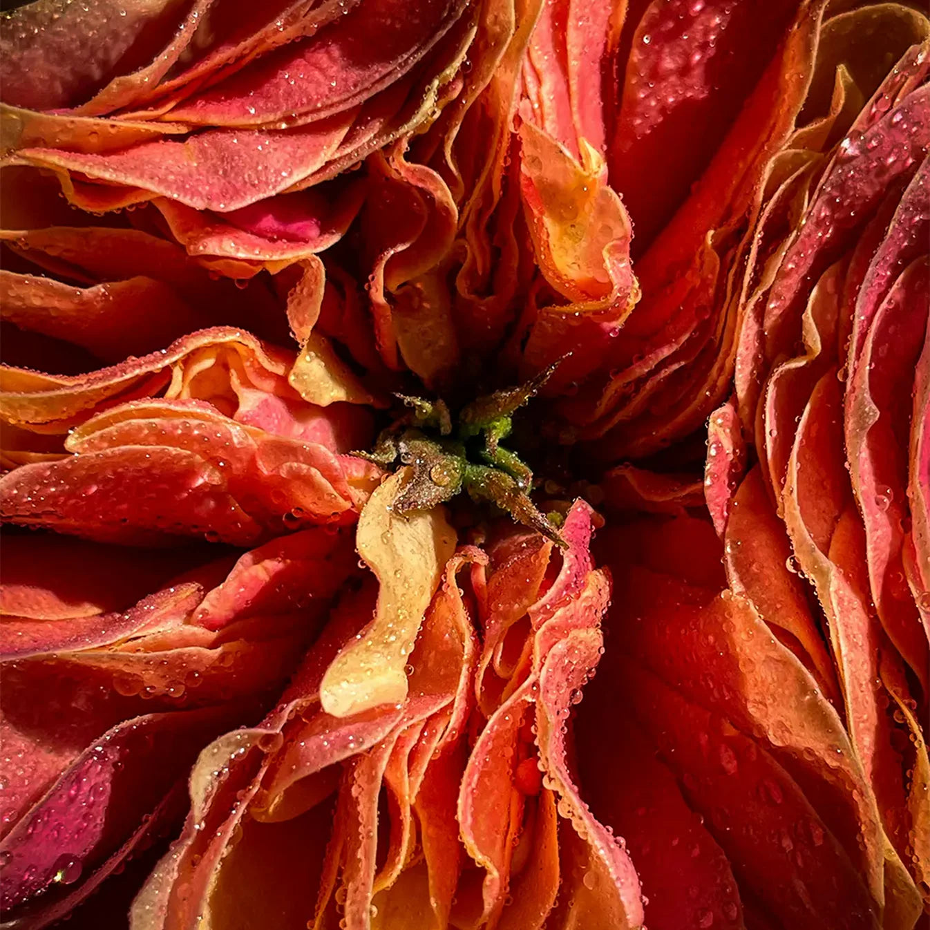 NEON VIOLETTE EAU DE PARFUM