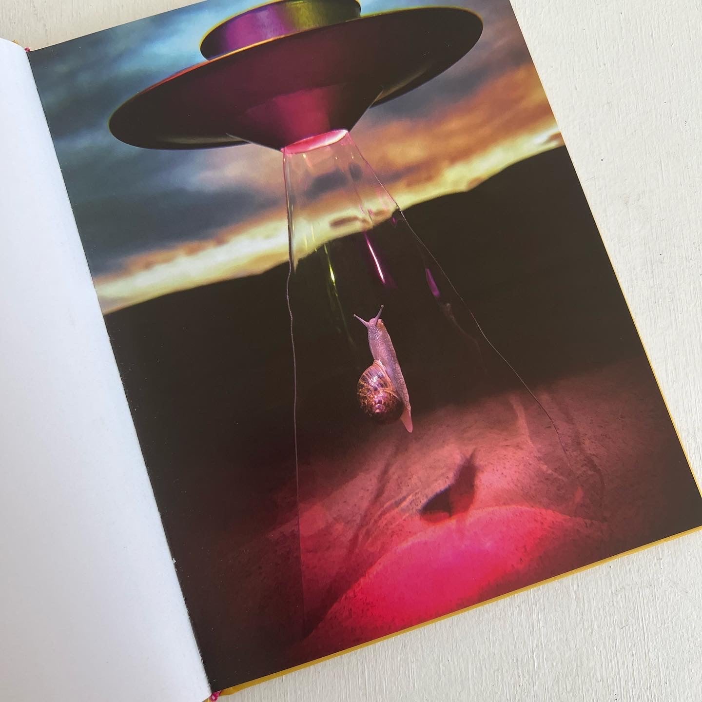 SNAIL WORLD: LIFE IN THE SLIMELIGHT BOOK